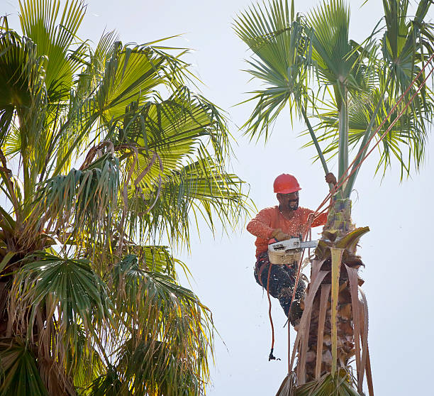 Tree Branch Trimming in Holladay, UT